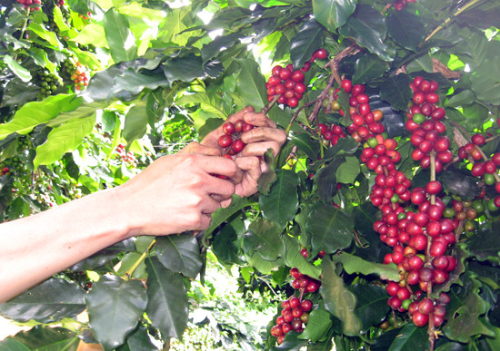 Dự án “Sản xuất cà phê bền vững và tiếp cận thị trường hướng tới người nghèo (CPMA)” cho nhóm cà phê Cầu Đất