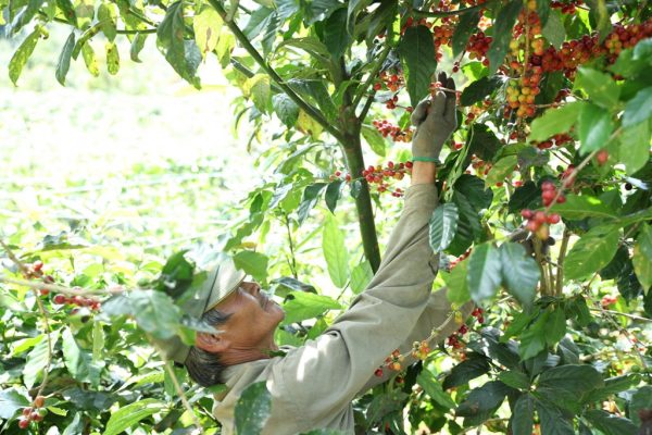 Fair trade comes to farmers in Cau Dat