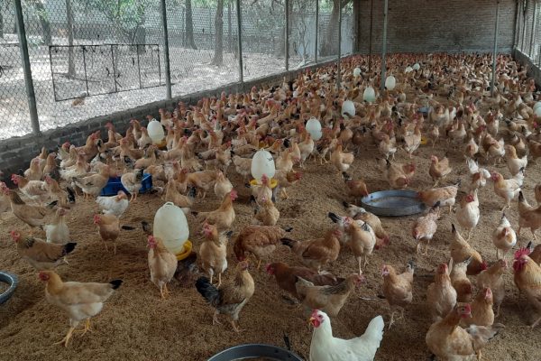 Bản tin tháng 11 – Buổi tập huấn trao đổi về Chăn nuôi gà an toàn sinh học bằng chế phẩm vi sinh và thảo mộc